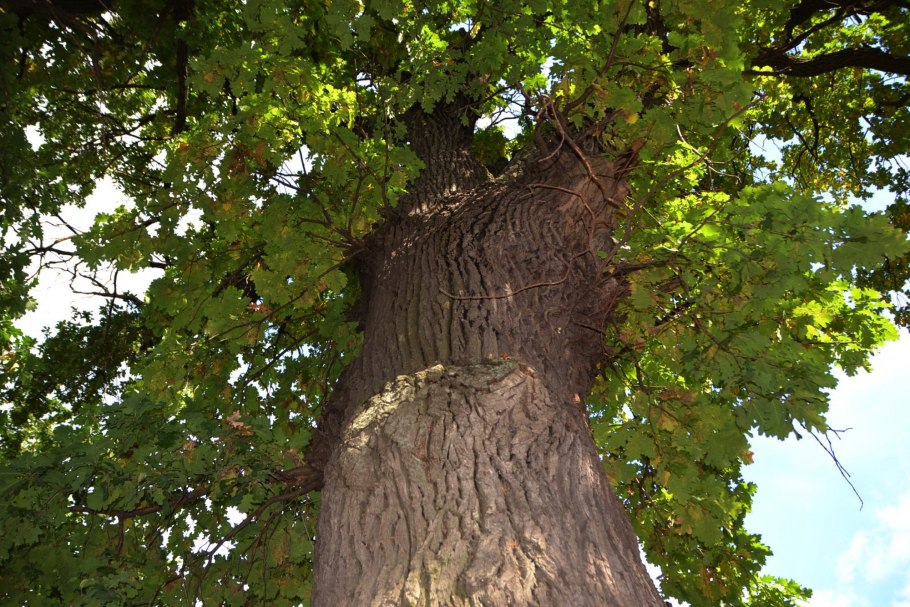 Дуб Шолохова