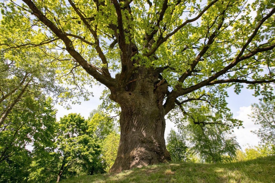 Деревья в Питере