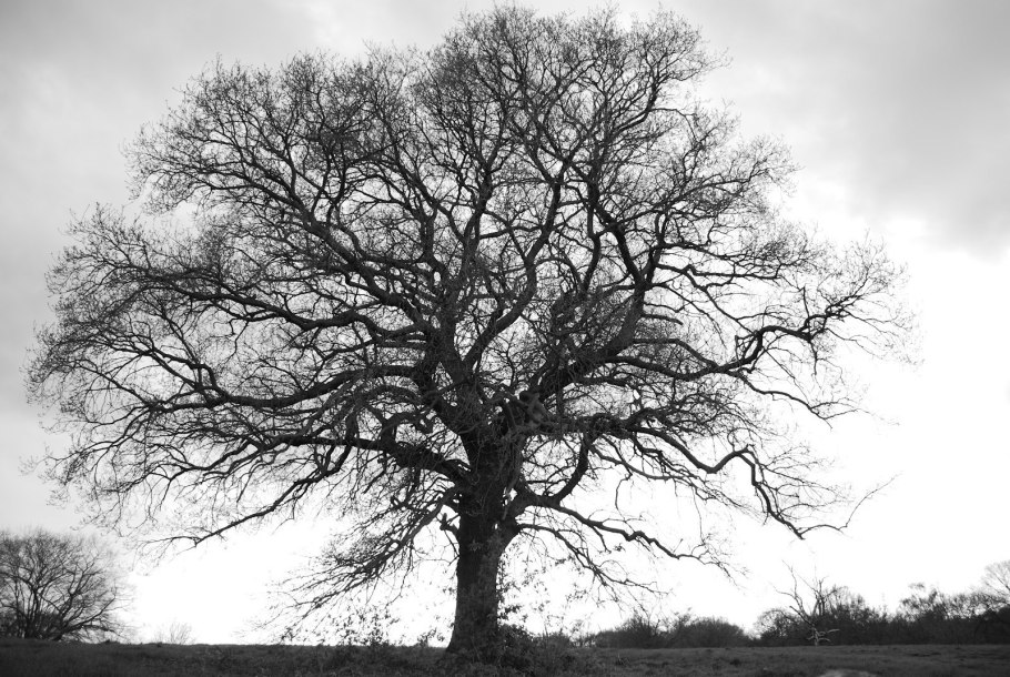 Вековой дуб Степана Разина