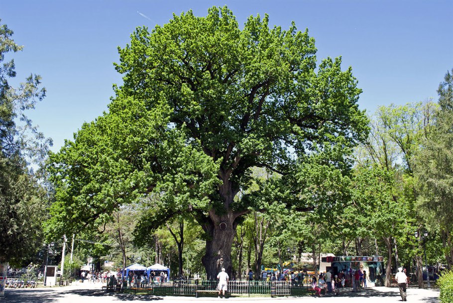 Деревья качаются на ветру