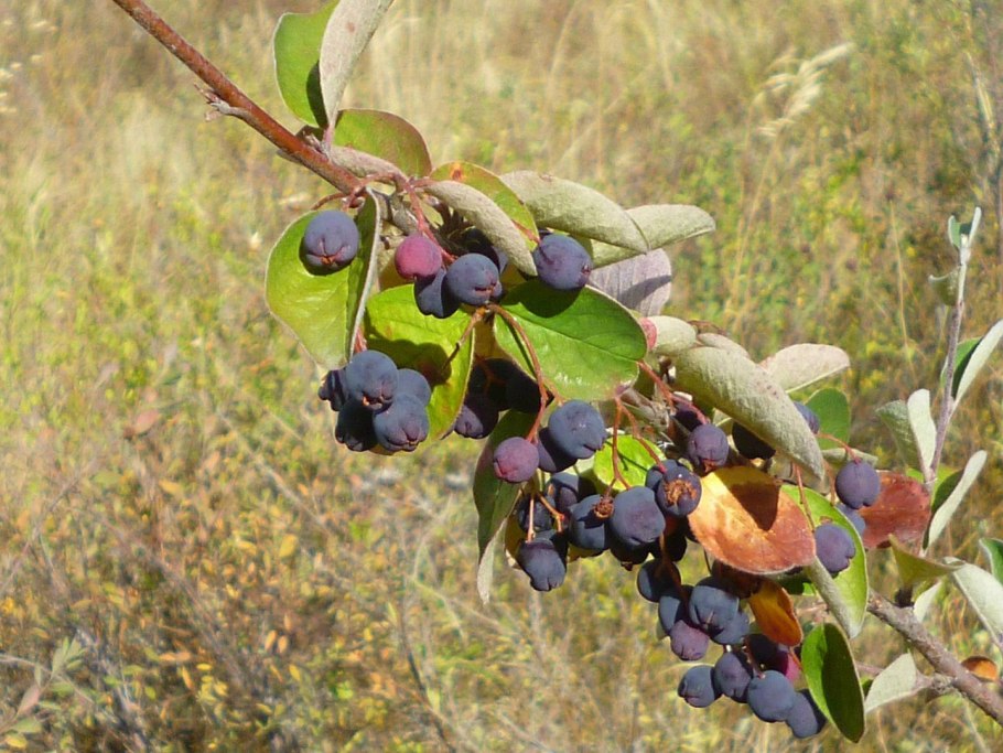 Ирга колосистая (Amelanchier)