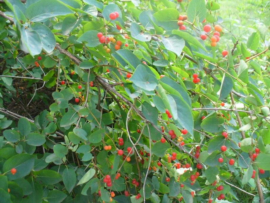 Ирга ольхолистная Amelanchier alnifolia