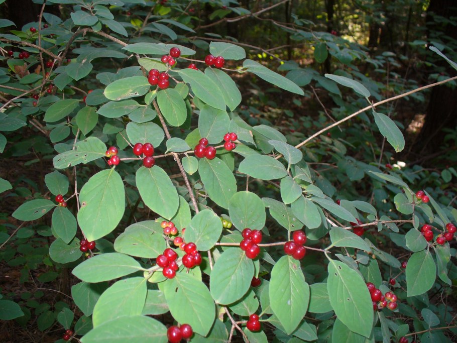 Жимолость Камчатская томичка