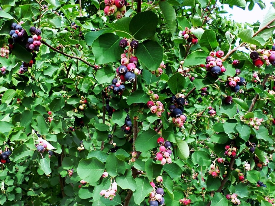 Жимолость черная Лесная