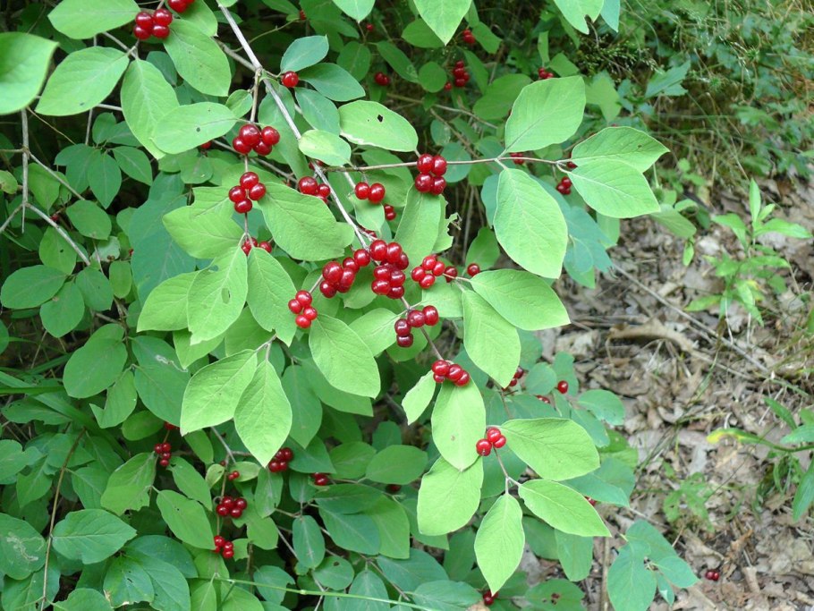 Ирга ольхолистная Amelanchier alnifolia