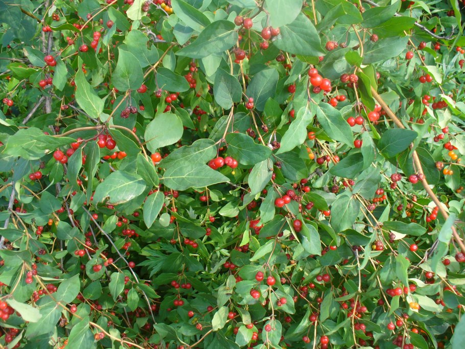 Низкорослые плодовые кустарники