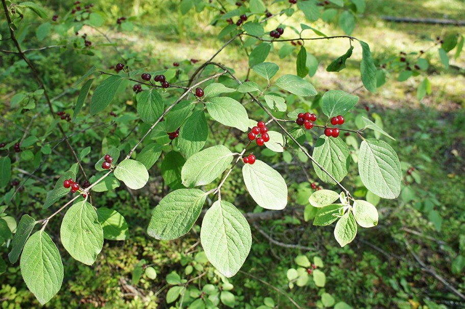 Ирга канадская Mandan