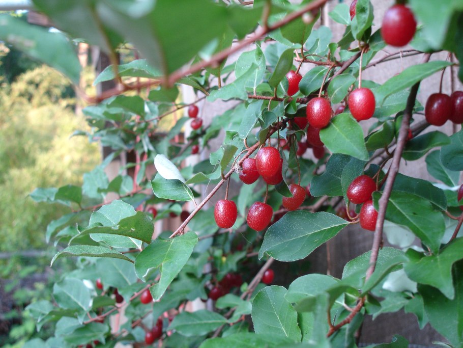 Жимолость куст