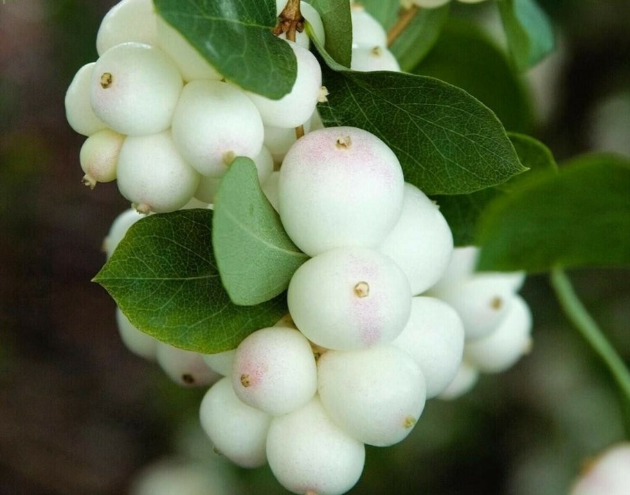 Барбарис обыкновенный Berberis vulgaris