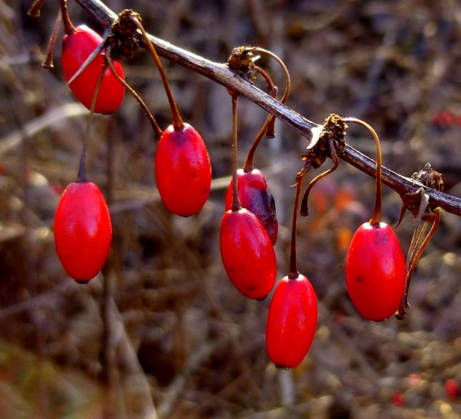 Волчья ягода декоративный кустарник