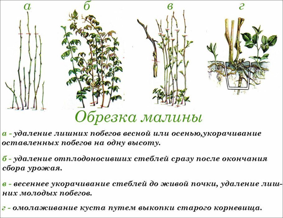 Отводки крыжовника