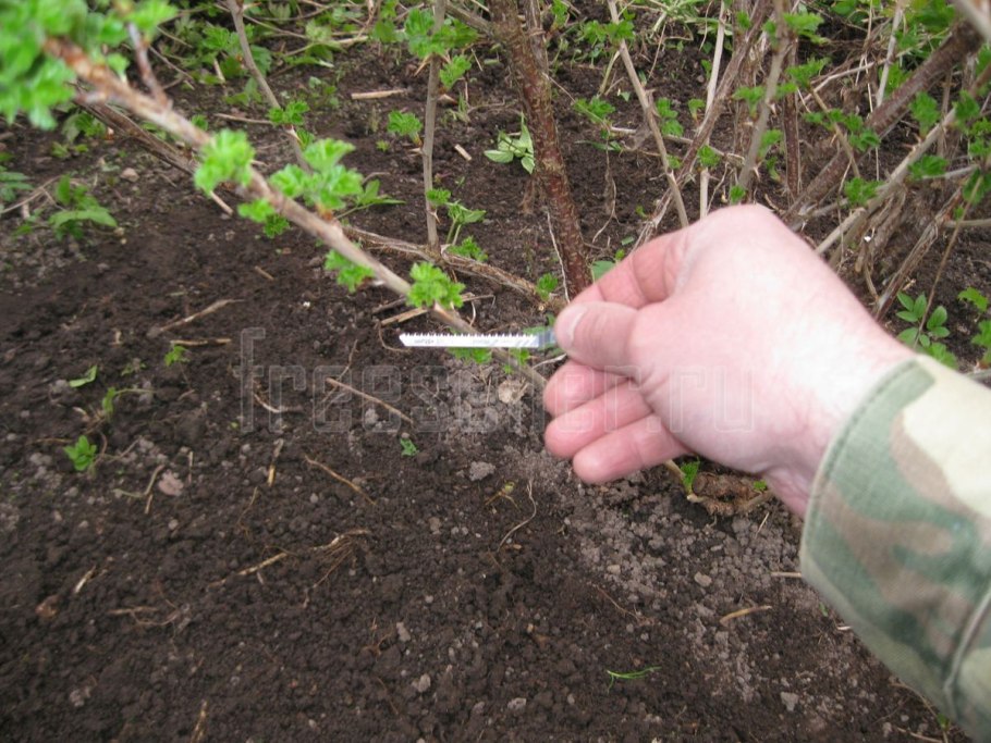 Стелющаяся смородина черная