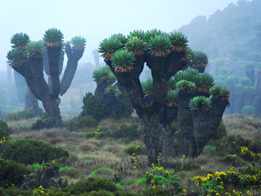 Тропические древовидные папоротники