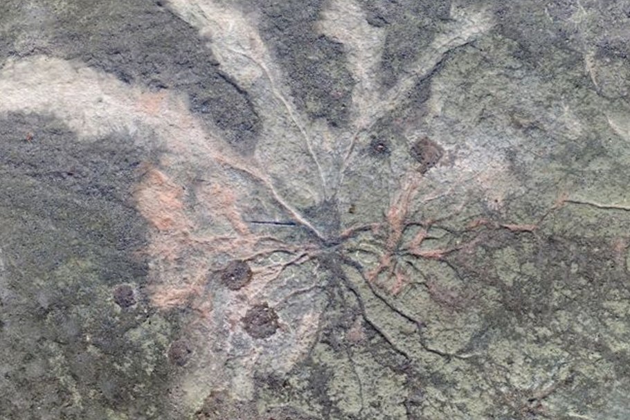 Кремниевая форма жизни на земле