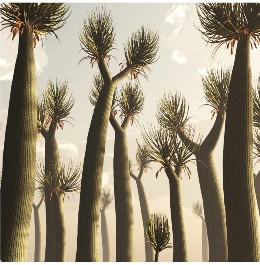 Палеозойская Эра каменноугольный период растительный мир