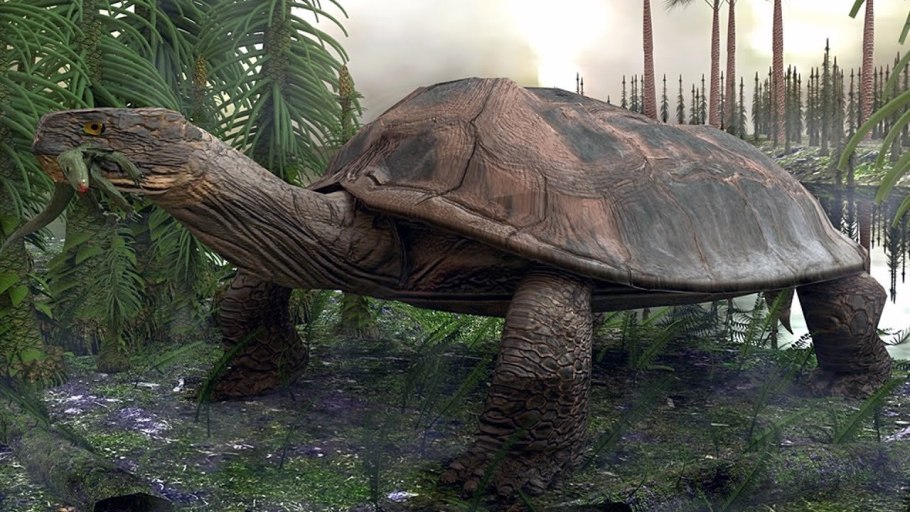 Стрекоза Меганевра окаменелость