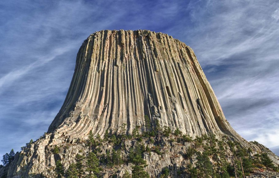 Дерево с ногами