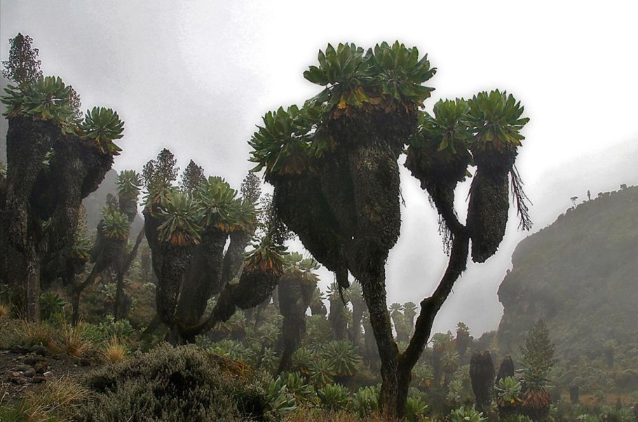 Кордаиты вымершие растения