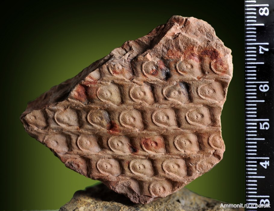 Палеозой Эра насекомые