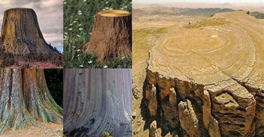 Циатея Брауна