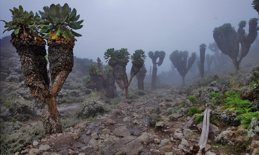Пни деревьев Кремниевой эры
