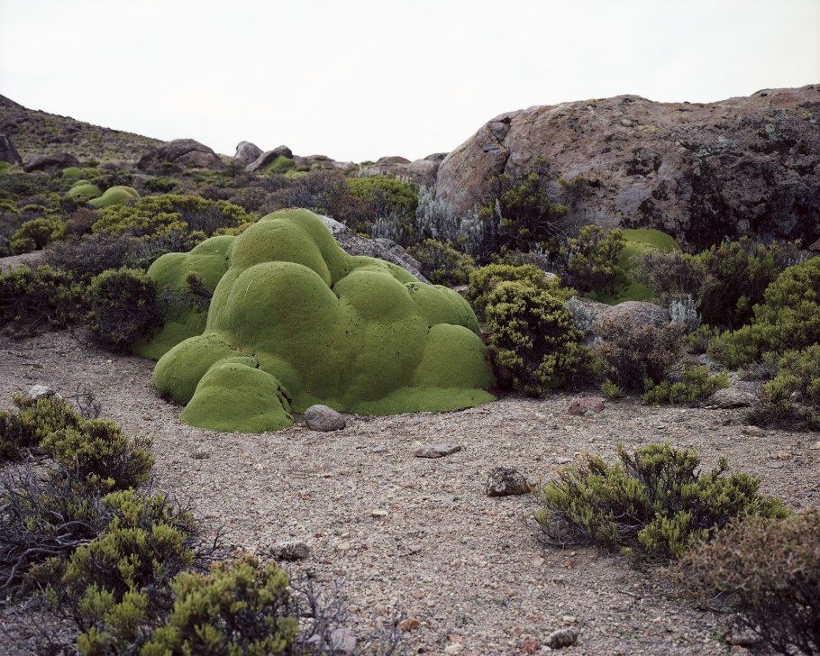 Папоротники девонского периода