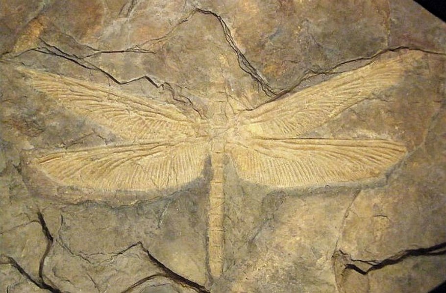 Кости динозавров и Мамонтов