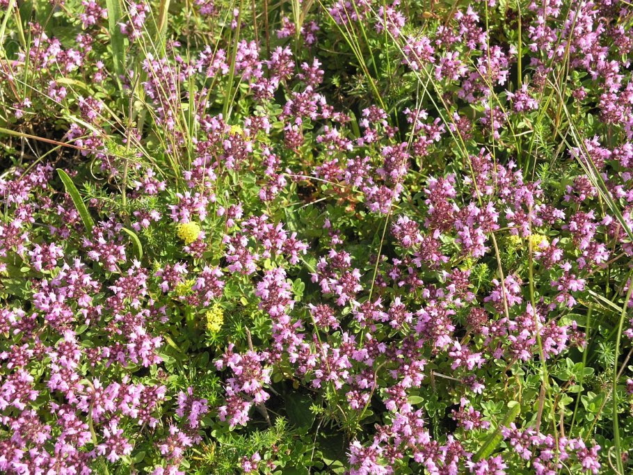 Тимьян Thymus pulegioides