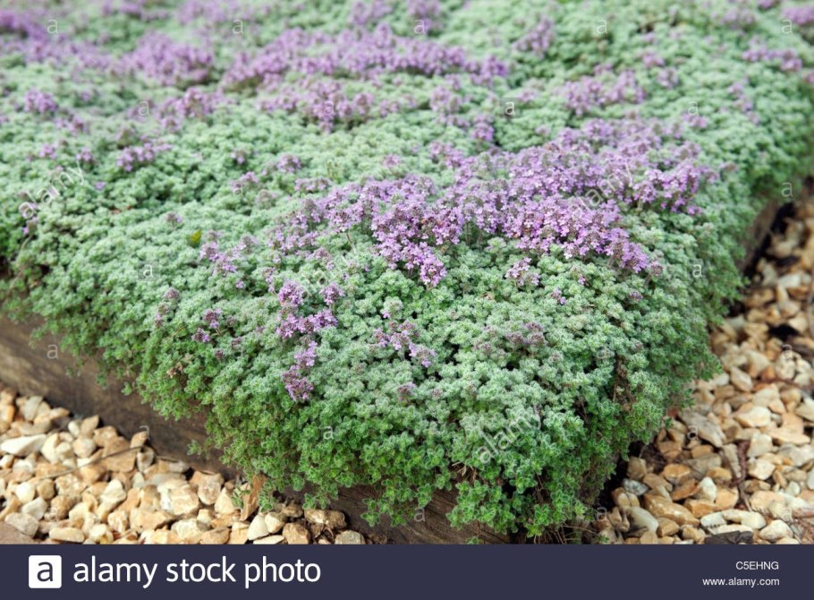 Тимьян ползучий куст