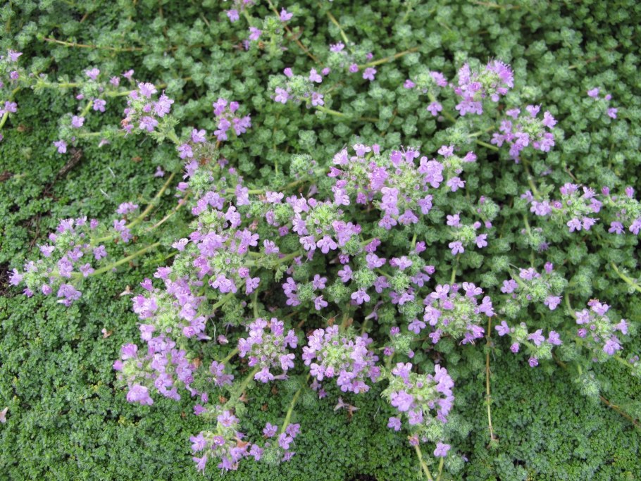 Чабрец тимьян обыкновенный