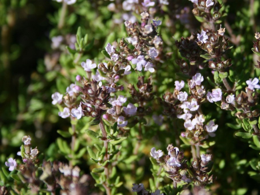 Тимьян ложнопушистый Woolly