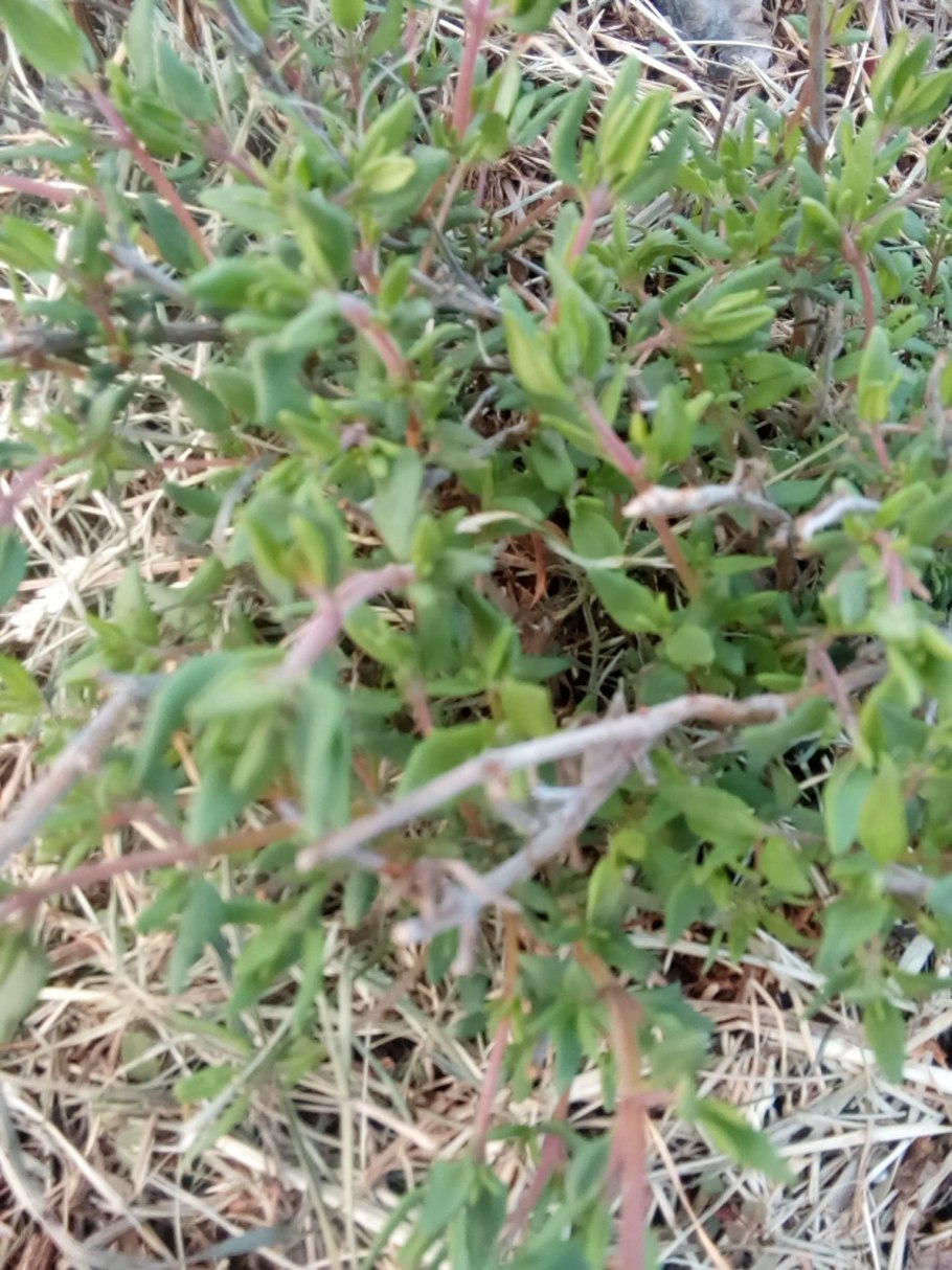 Тимьян Маркотхский