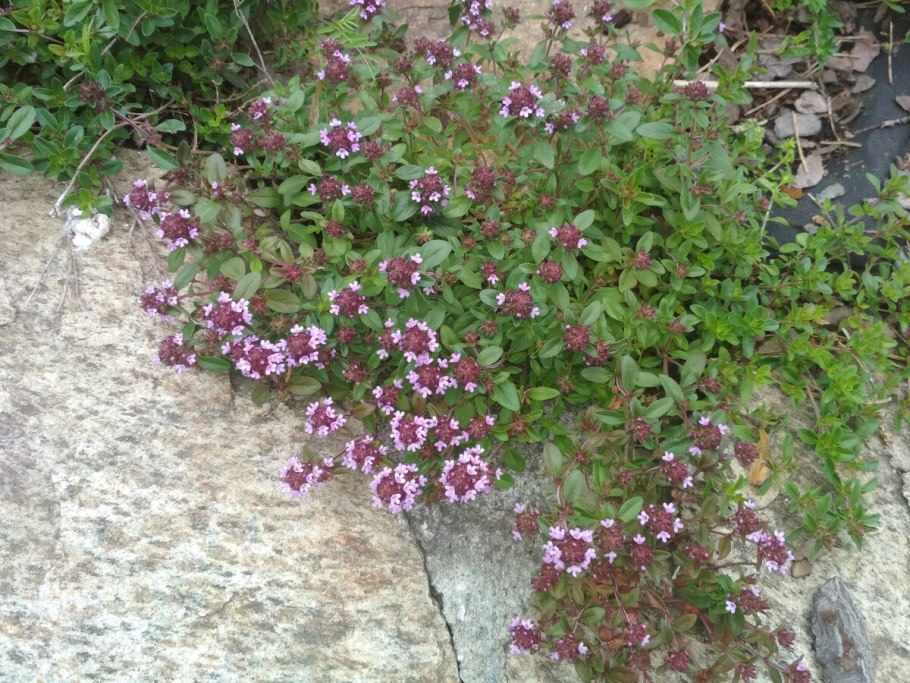 Тимьян ложнопушистый