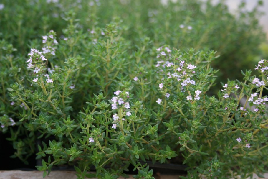 Тимьян Сибирский