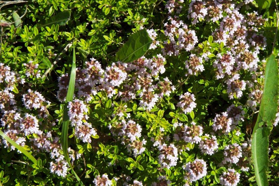 Тимьян ползучий (d9)