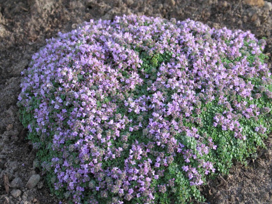 Тимьян ложнопушистый