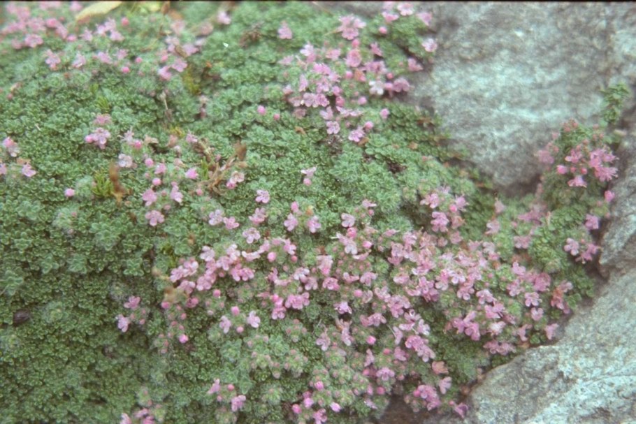 Тимьян Thymus praecox Minor
