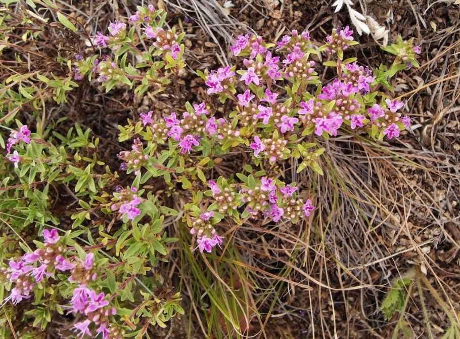 Тимьян (чабрец) обыкновенный (Thymus vulgaris)