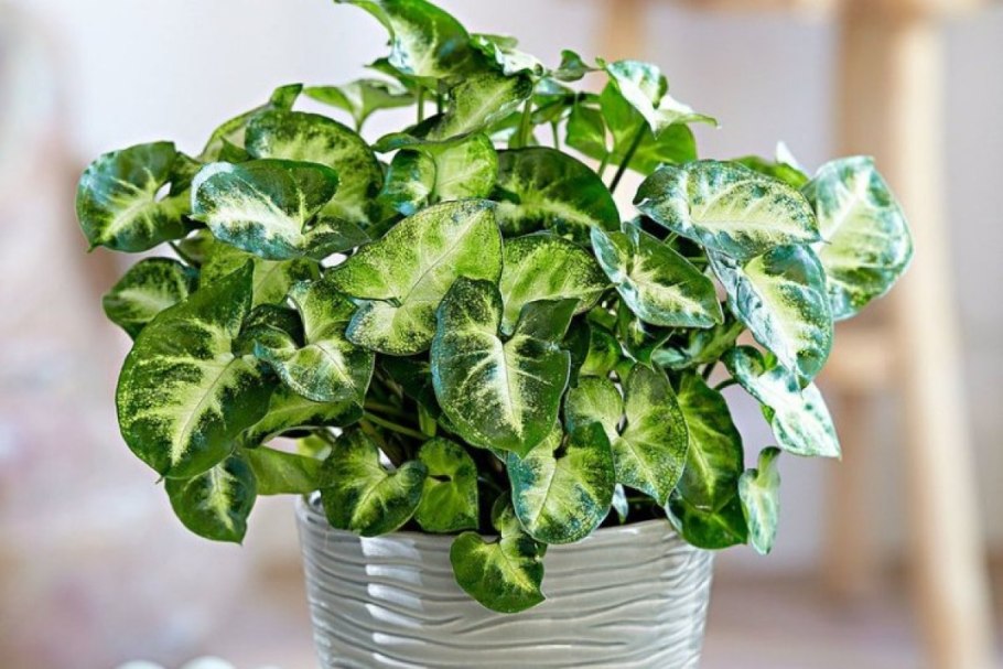 Сингониум Эрроу