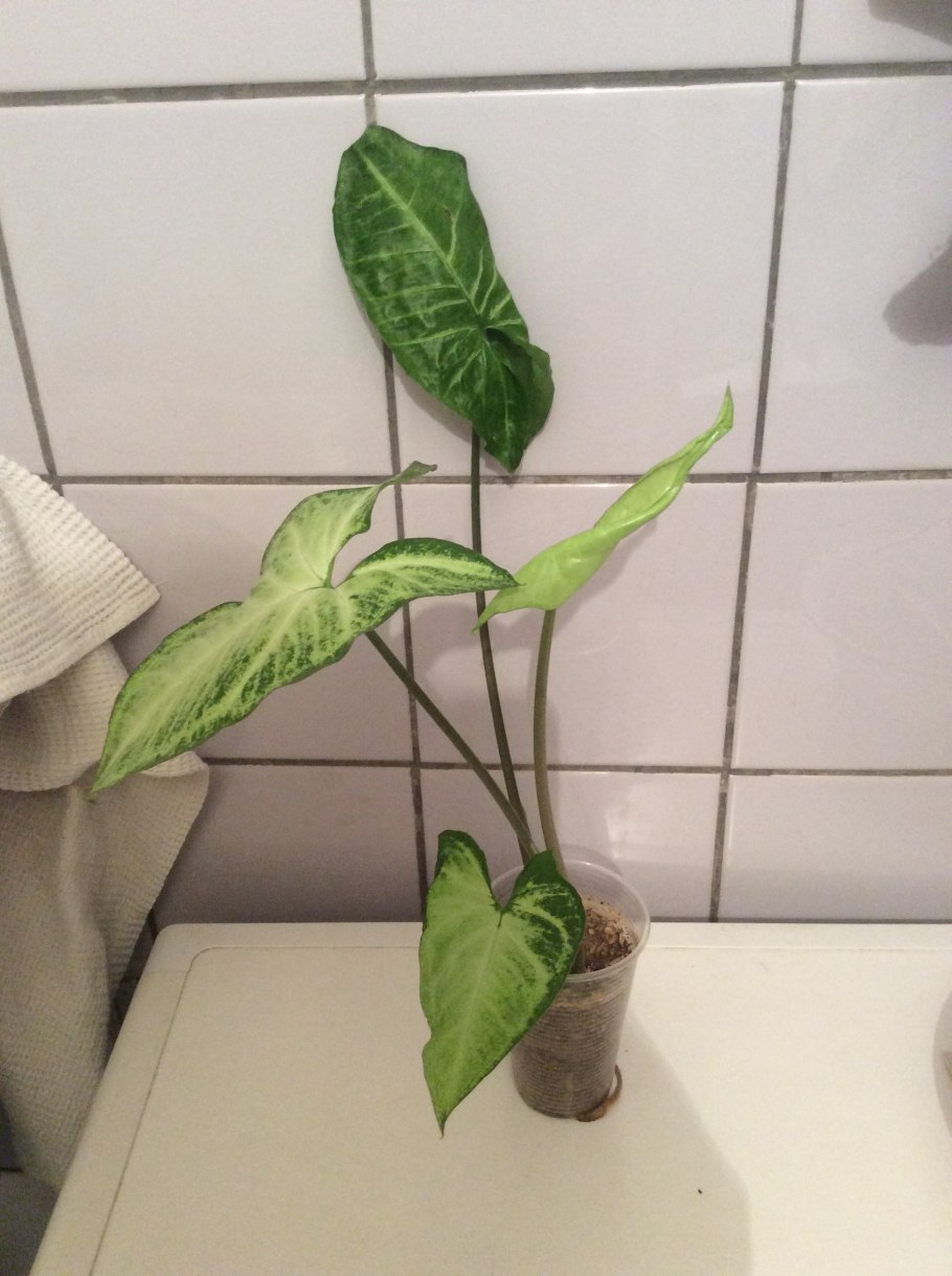 Сингониум многолистный