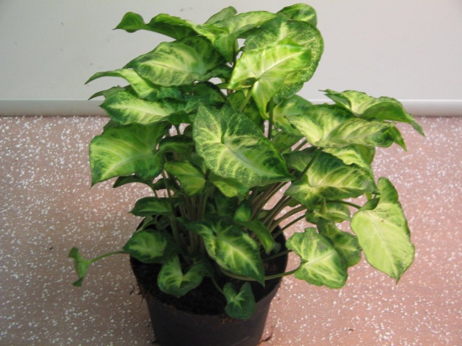 Сингониум остролистный