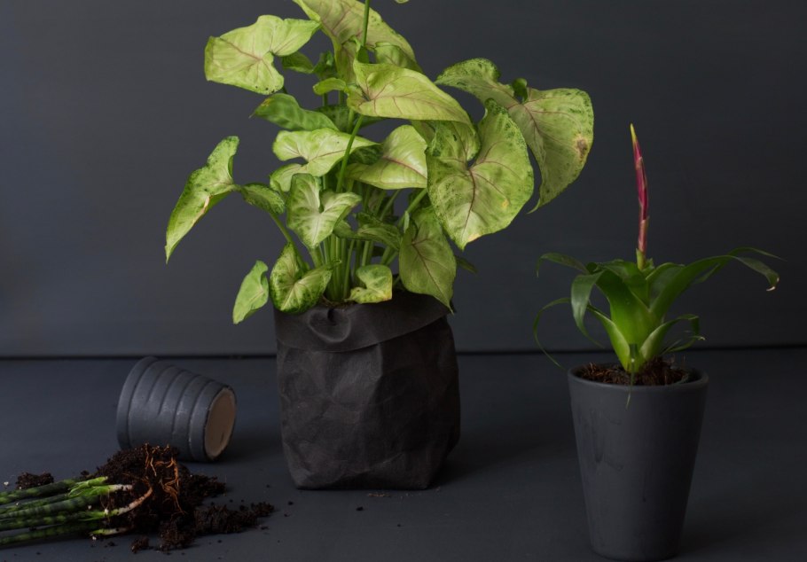 Сингониум лиановидный