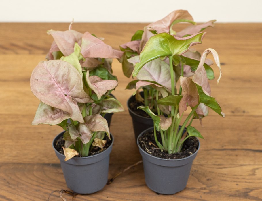 Сингониум ноголистный