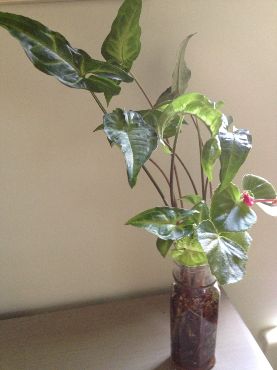 Сингониум в интерьере