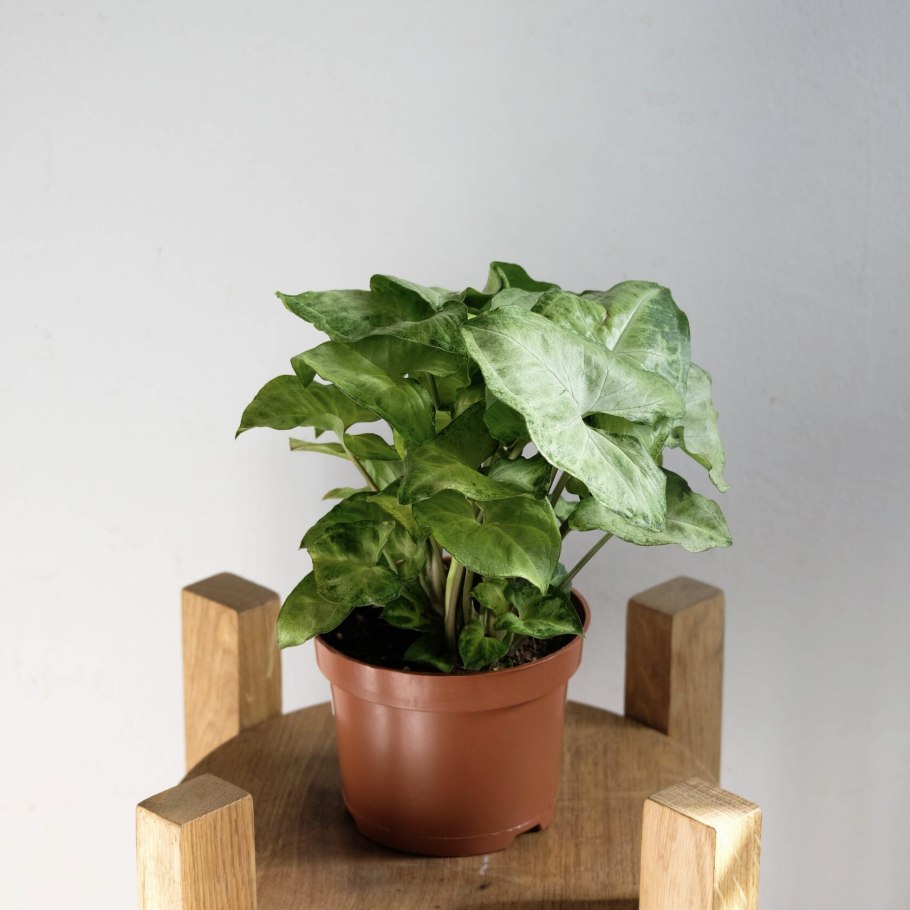 Сингониум ножколистный "Pixie".