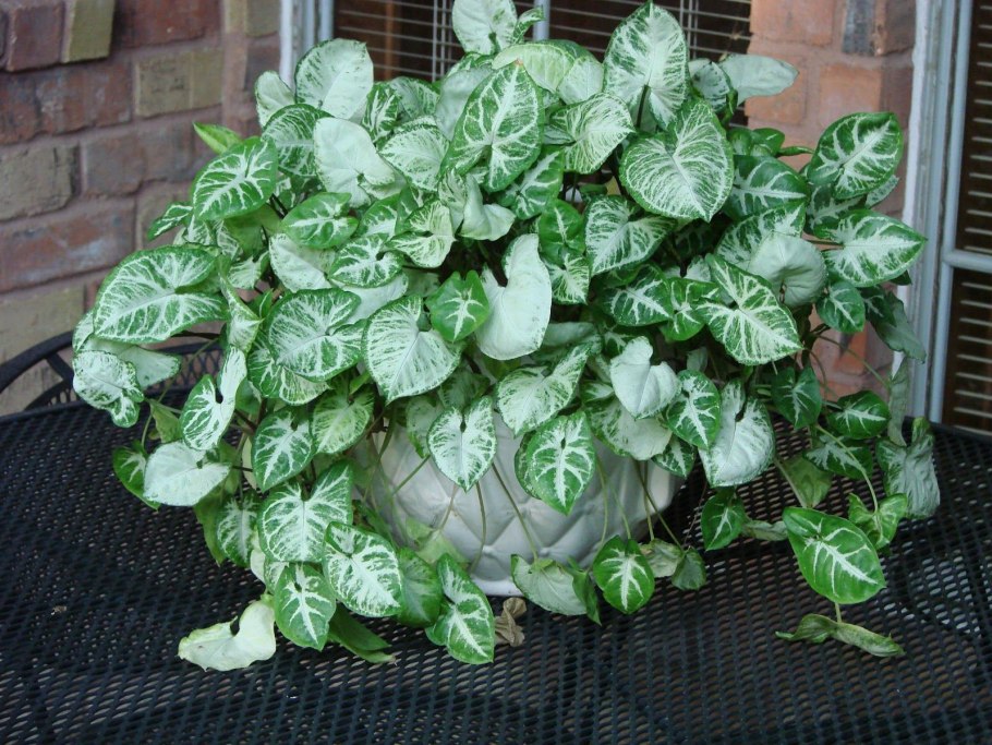 Сингониум Syngonium podophyllum