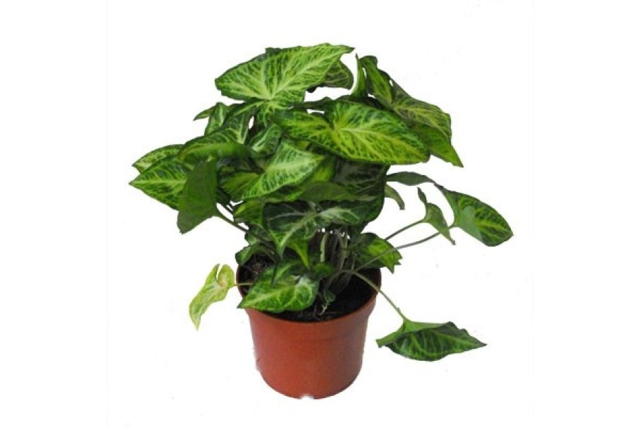 Сингониум как сформировать красивый куст