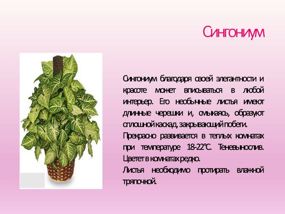 Сингониум Империал Уайт