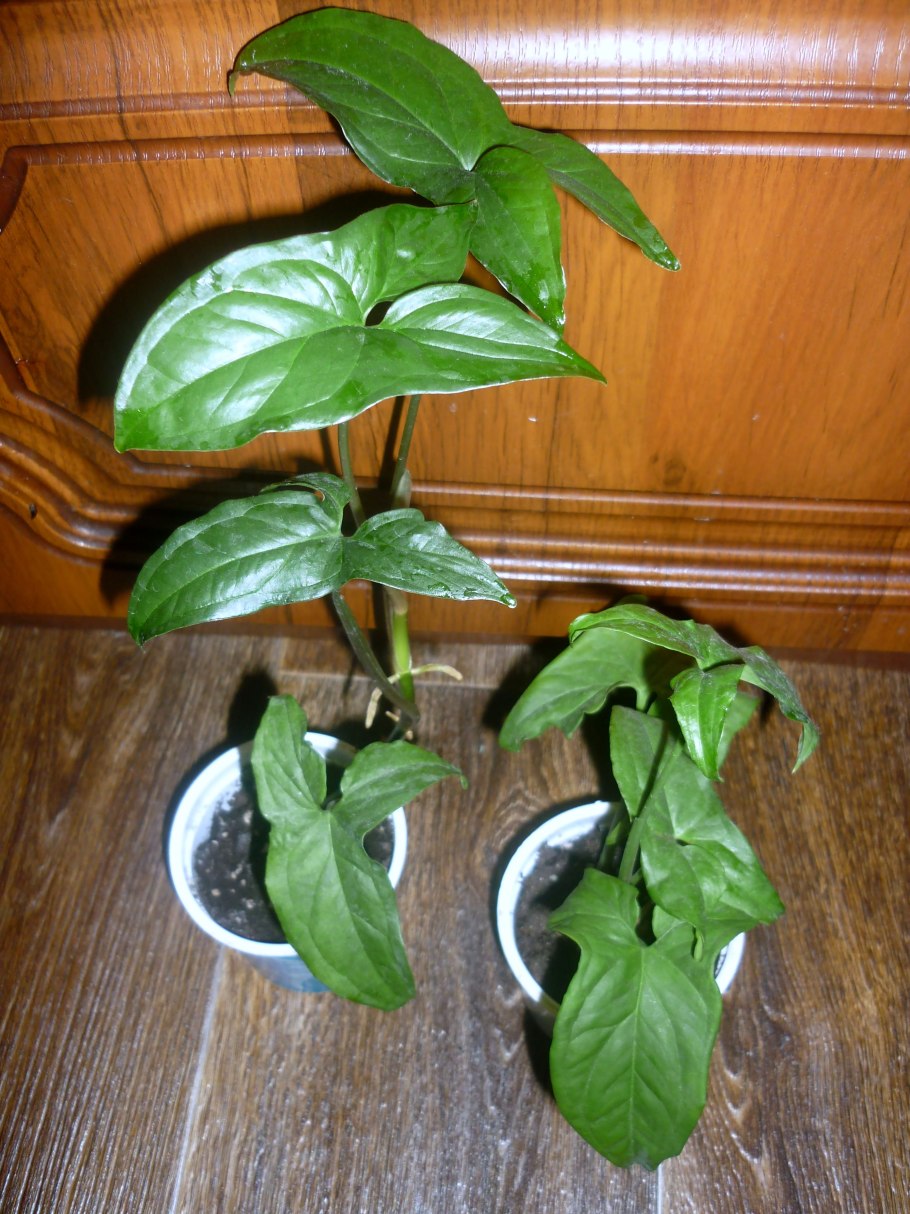 Цветок сингониум Лиана