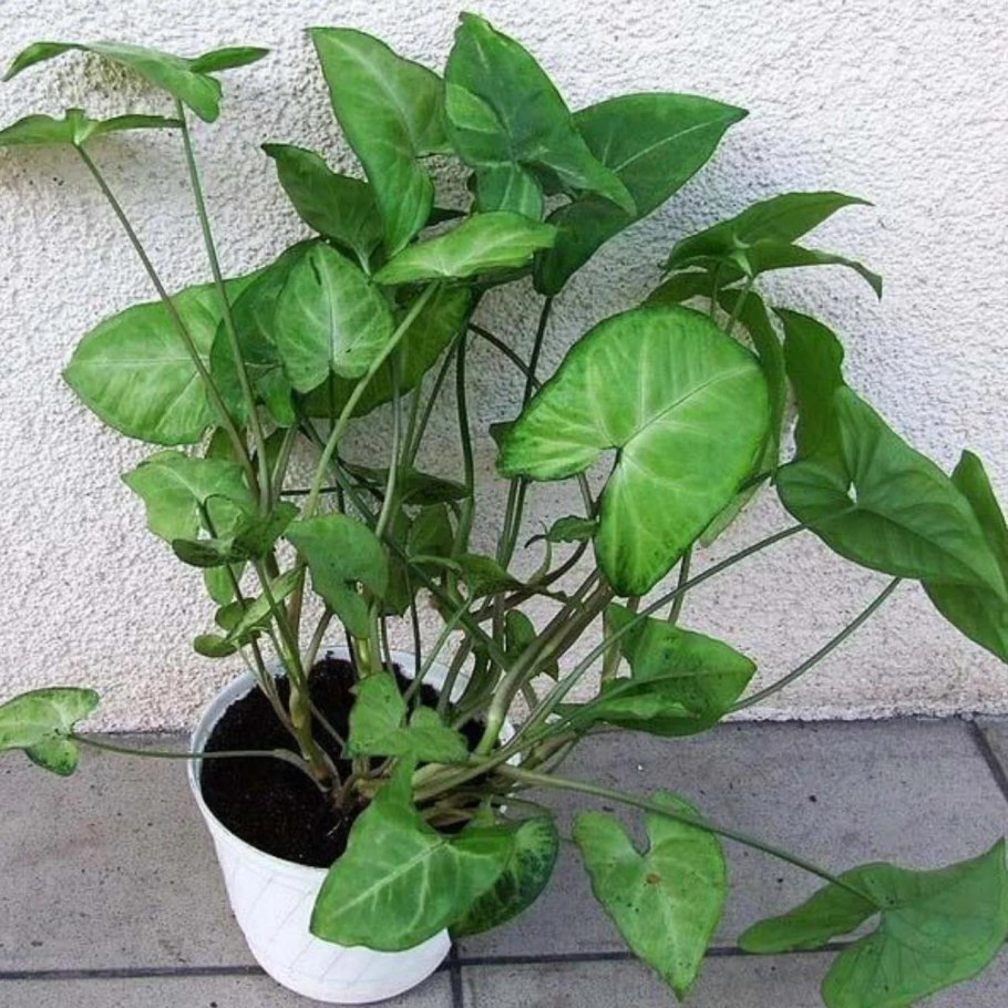 Сингониум зеленый